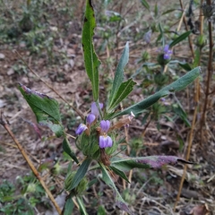 Hygrophila auriculata