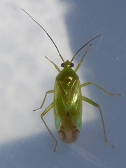 Lygocoris pabulinus