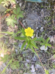 Potentilla simplex