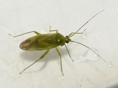 Lygocoris pabulinus