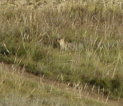 Marmota sibirica