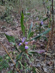 Hygrophila auriculata