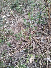 Hygrophila auriculata