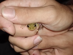 Scinax x-signatus
