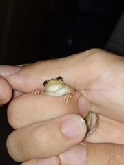 Scinax x-signatus