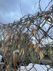 Funastrum heterophyllum