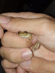Scinax x-signatus