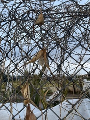 Funastrum heterophyllum