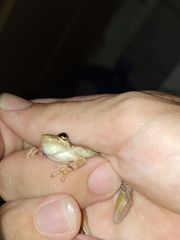 Scinax x-signatus