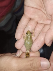 Scinax x-signatus