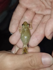Scinax x-signatus