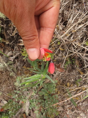 Bomarea pauciflora