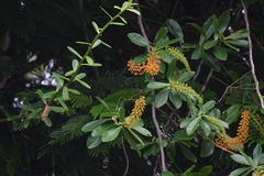 Souroubea sympetala