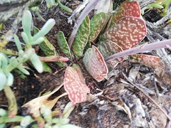 Gasteria disticha disticha