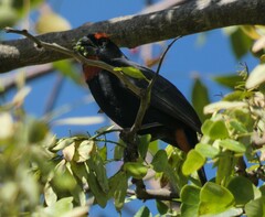 Melopyrrha violacea