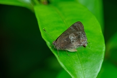 Michaelus thordesa