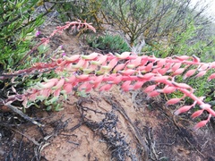 Gasteria disticha disticha