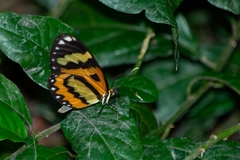 Placidina euryanassa