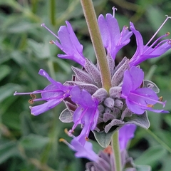 Salvia leucophylla