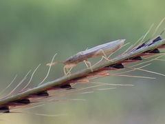 Stenophyella macreta