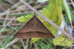 Epidesmia chilonaria