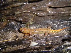 Desmognathus apalachicolae