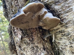 Phellinus nigricans