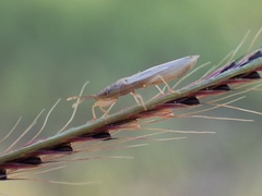 Stenophyella macreta