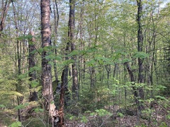 Acer pensylvanicum