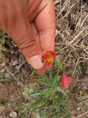Bomarea pauciflora