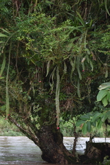 Hylocereeae