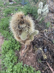 Cylindropuntia bigelovii