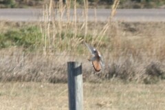 Falco sparverius sparverius