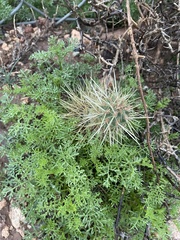 Cylindropuntia bigelovii