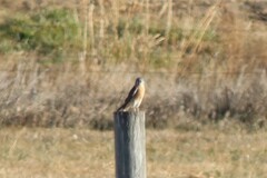 Falco sparverius sparverius