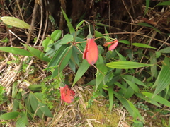 Bomarea pauciflora