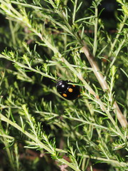 Paropsisterna octosignata