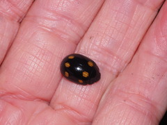 Paropsisterna octosignata