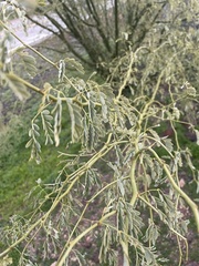Parkinsonia florida
