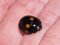 Paropsisterna octosignata