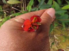 Bomarea pauciflora