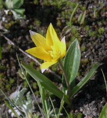 Tulipa dasystemon