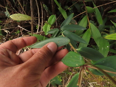 Bomarea pauciflora