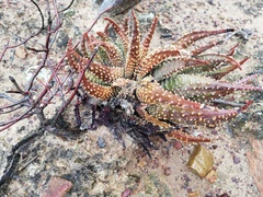 Tulista pumila