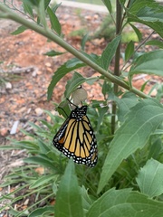 Danaus plexippus