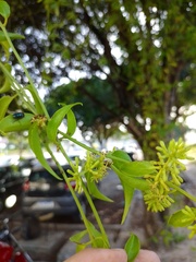 Struthanthus marginatus