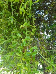 Struthanthus marginatus