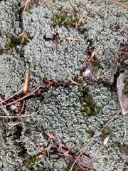 Cladonia caespiticia