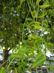 Struthanthus marginatus