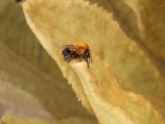 Bombus rubicundus
